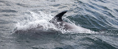 Lagenorhynchus albirostris