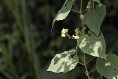 Thladiantha nudiflora