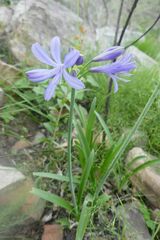 Agapanthus