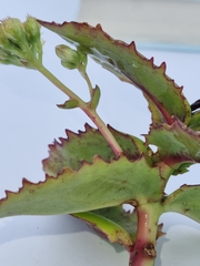 Hylotelephium maximum