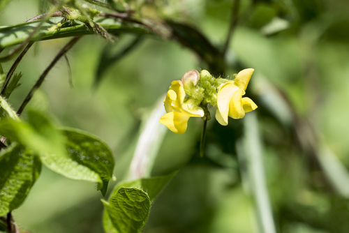 Image of Vigna radiata by (c) Licheng Shih, some rights reserved (CC BY)
