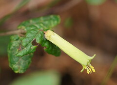 Correa reflexa lobata