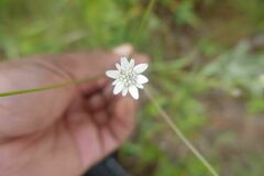 Alepidea