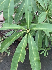 Alstonia scholaris