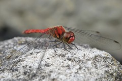 Sympetrum darwinianum