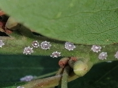 Ceroplastes