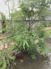 Alstonia scholaris