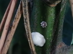 Ceroplastes