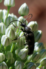 Toxoleptura vexatrix