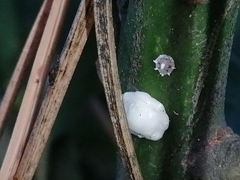 Ceroplastes