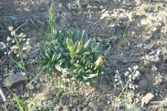 Bergeranthus scapiger