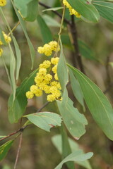 Acacia obliquinervia