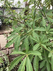 Alstonia scholaris