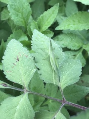 Atractomorpha sinensis