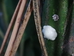 Ceroplastes