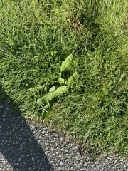 Polygonum arenastrum