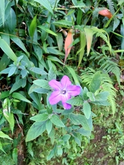 Ruellia squarrosa