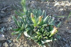 Bergeranthus scapiger