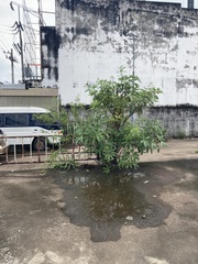Alstonia scholaris