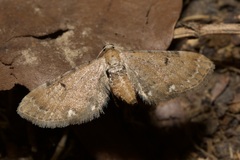 Eupithecia absinthiata