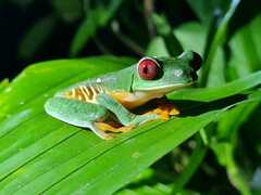 Agalychnis callidryas