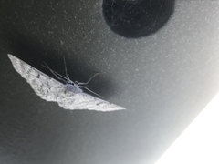 Crypsiphona ocultaria