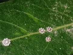 Ceroplastes