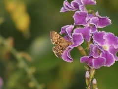 Piletocera fluctualis
