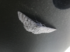 Crypsiphona ocultaria