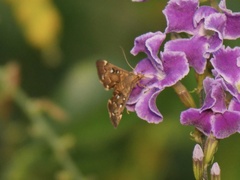Piletocera fluctualis