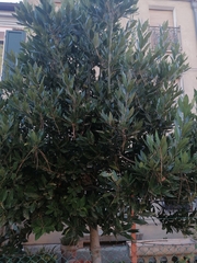 Ceroplastes