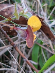 Fabaceae
