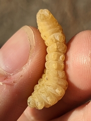 Iphiclides feisthamelii
