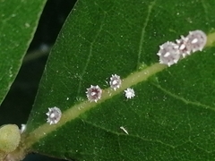 Ceroplastes