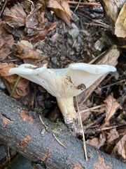 Aspropaxillus