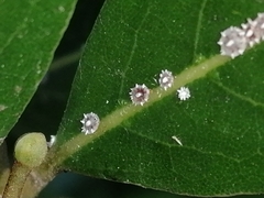 Ceroplastes