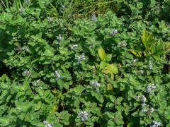 Vitex rotundifolia