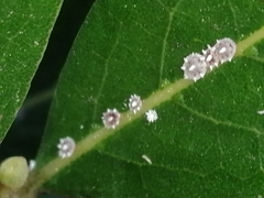 Ceroplastes