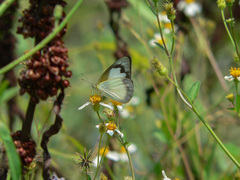 Appias albina