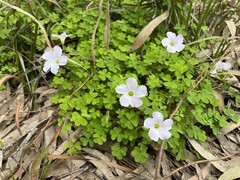 Oxalis incarnata