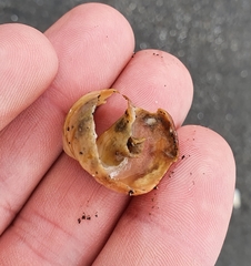Amphibola crenata