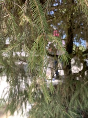 Picea morrisonicola