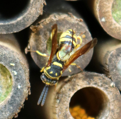 Leucospis