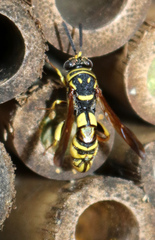 Leucospis