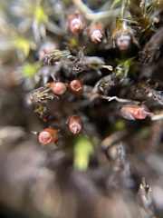 Schistidium apocarpum