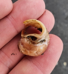 Amphibola crenata