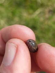 Haemaphysalis longicornis