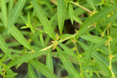 Ludwigia polycarpa