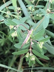 Conocephalus maculatus