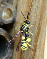 Leucospis